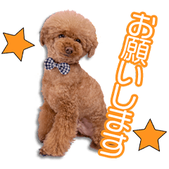 田坂家のアロマちゃん