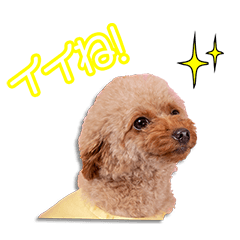 筧家のにこちゃん