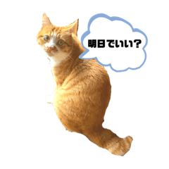 ちゃとらのちくわさん