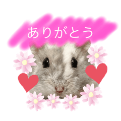 ハムスターのマチュピチュ