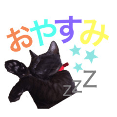 黒ネコと仲間たち