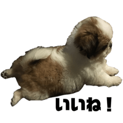 小太郎の日常スタンプ　ver.1.0