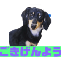 りくすた（りくすたんぷ）