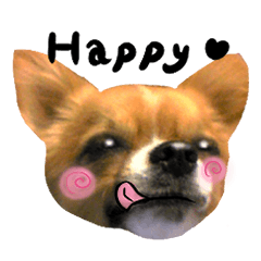 うちのチワワちゃん　My family