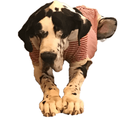 グレートデンのスタンプ