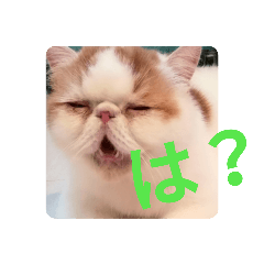 いぬねこスタンプ うに。いくら。わかめ。