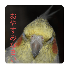 我が家の鳥カニ