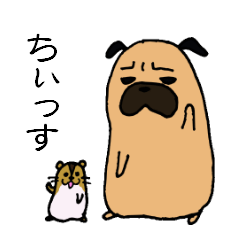 お茶目なパグ、時々ハム