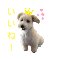 マルコーギー りく君