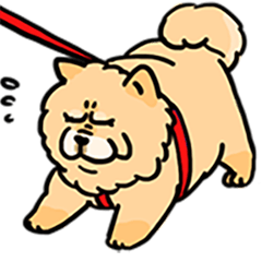 クリーミーなチャウチャウは怠惰です