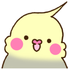 わらはち オカメインコ