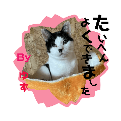 犬と猫のカフェ有吉工務店