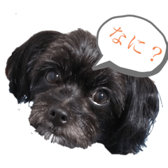 さんちゃんsunchan