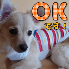 ヤンチャ姫 RiRiちゃん