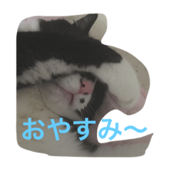 3ニャンの日常会話