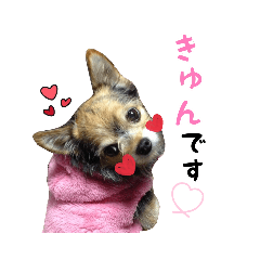 ティムとケビンとスターとショコラ。