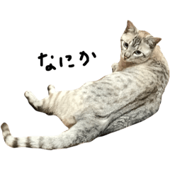 ゆるネコチビ太