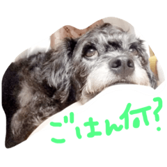 犬のようなもの