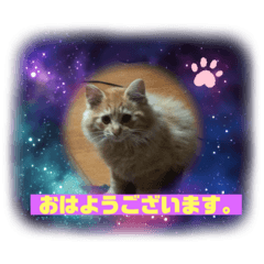 おすましニャンコ