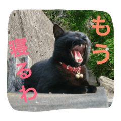 うちの猫は無表情