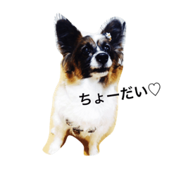 わんにゃんすたんぷ