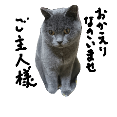 ムスッとブリ猫トムくん