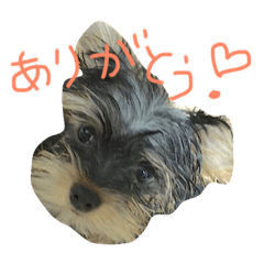 ロッティー君 1