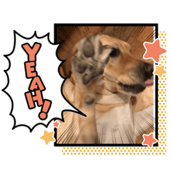 ラブラドールのラブ(仮)第五弾！！