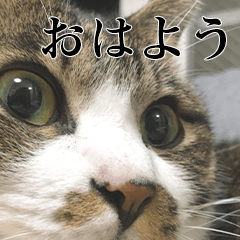 我が家の愉快なネコちゃんず