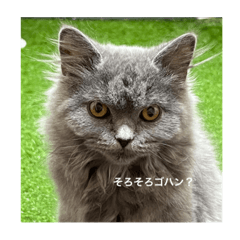 ぼく、ネコのもっけ。