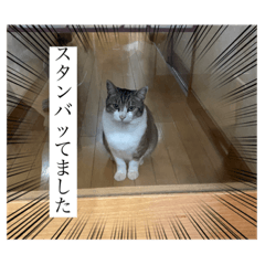 とらとみくとちょびとねここ