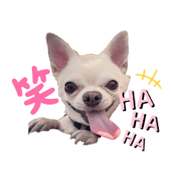 チワワのジェマくん②