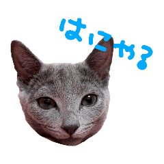 しーちゃんはロシアンブルー
