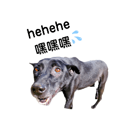 Cat Dog daily life 02