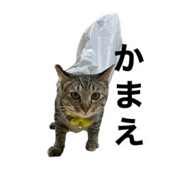 いしい家のにゃんずたち