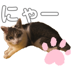 ミーちゃんスタンプ 1