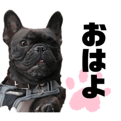 ジェリの一言 Ver.2