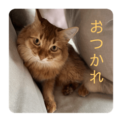 ソマリのタン４