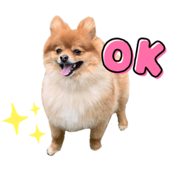 ポメラニアンふうたのスタンプ