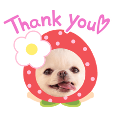 チワワの雪晴ありがとう