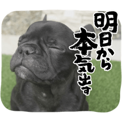 フレンチブルドッグ大好き♪