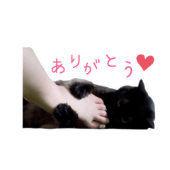 ゴマときどきじゅんいち