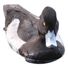 川辺のキンクロハジロ