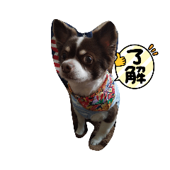 チワワのココの気持ち