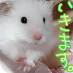 ゴールデンハムスター姫ちゃんワールド 2