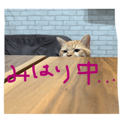 かぶきちの１日