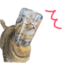 ふくちゃん(猫)