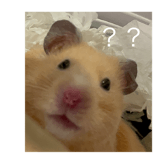 Eleanor_20230327143102