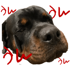 ぷぷとゆかいな仲間たち⑤