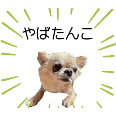 大学生の妹がよく使う♡可愛い犬チワワ